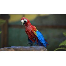 3D Scarlet Macaw Parrot Fur Animated Rigged model